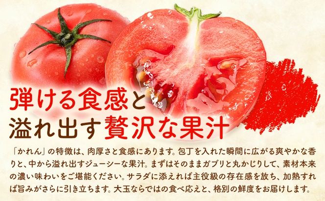 【大津アグリラボ】大玉トマト かれん 選べる内容量 約1kg 約2kg 株式会社中九州クボタ《10月上旬-6月下旬頃出荷》熊本県 大津町 トマト 大玉 野菜---大津アグリラボ】大玉トマト かれん 選べる内容量 約1kg 約2kg 株式会社中九州クボタ《10月上旬-6月下旬頃出荷》熊本県 大津町 トマト 大玉 野菜---oz_nkb_1_1kg---