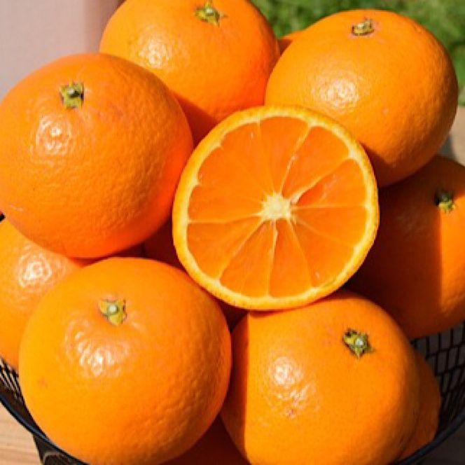 和歌山県産 有田の清見 約10kg 秀品