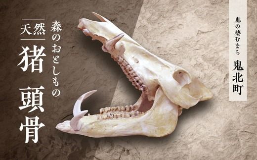 森のおとしもの [天然猪]猪の頭骨[頭骨標本 インテリア 民芸品 工芸品 オブジェ 天然 骨 猪 いのしし イノシシ 愛媛県 鬼北町] ※北海道・沖縄・離島への配送不可