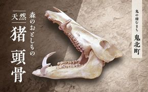 森のおとしもの 【天然猪】猪の頭骨＜頭骨標本 インテリア 民芸品 工芸品 オブジェ 天然 骨 猪 いのしし イノシシ 愛媛県 鬼北町＞ ※北海道・沖縄・離島への配送不可