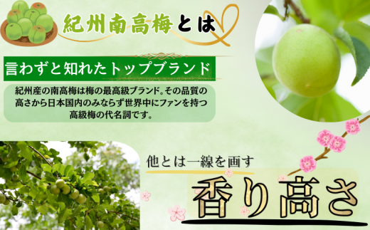  南高梅 青梅 紀州 10kg (L～2Lサイズおまかせ) 紀美野町産 【JAながみね】 / 梅 紀州南高梅 和歌山県産 梅干し 梅酒 梅シロップ 梅ジュース ※2026年6月中旬～6月下旬に順次発送 ※沖縄・離島配送不可 【jan005A】