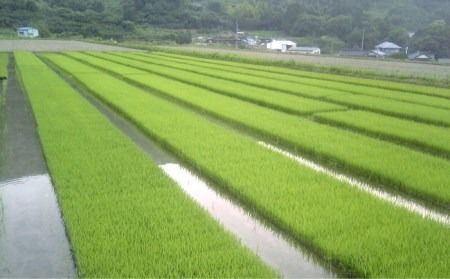 福吉産 の お米 ・ 2品種 セット 糸島市 / 二丈赤米産直センター [ABB011] 米 食べ比べ 無洗米