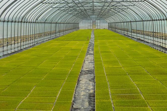 令和7年産 発芽玄米（2kg×2袋）発芽米 玄米 ビタミン カルシウム ギャバ ミネラル 食物繊維|hkyu-080401