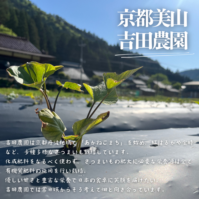 産地直送 さつまいも 10kg 熟成 あかねこまち 京都丹波産 【※予約商品26年12月より順次発送】