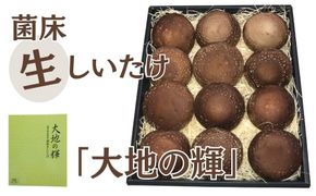 菌床生しいたけ　「大地の輝」 [No.003]