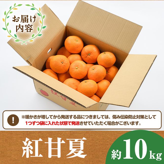 ＜先行予約受付中！2027年1月中旬以降順次発送予定＞紅甘夏(約10kg) 国産 鹿児島県 阿久根市 果実 果物 フルーツ 柑橘 みかん ミカン 期間限定 数量限定【桐野柑橘株式会社】akn070-08