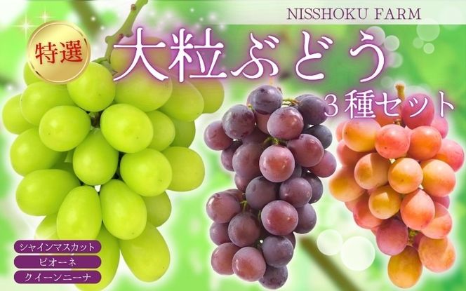 【2026年先行予約】【発送月固定全3回定期便】10月～12月 大粒ぶどうの詰め合わせ全3回【nisfarm022-01】