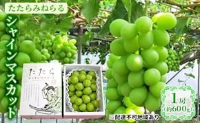 【2026年先行予約】 ぶどう 岡山県産 たたらみねらる シャインマスカット 1房(約600g) 《2026年8月下旬-10月下旬頃出荷》 葡萄 ブドウ フルーツ 果物 スイーツ 数量限定 期間限定 岡山 里庄町