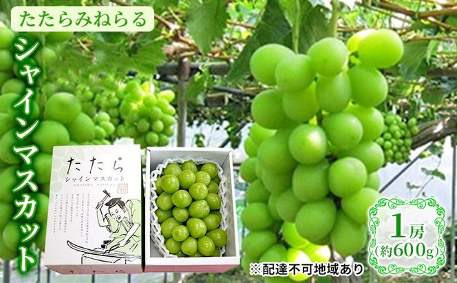 【2026年先行予約】 ぶどう 岡山県産 たたらみねらる シャインマスカット 1房(約600g) 《2026年8月下旬-10月下旬頃出荷》 葡萄 ブドウ フルーツ 果物 スイーツ 数量限定 期間限定 岡山 里庄町