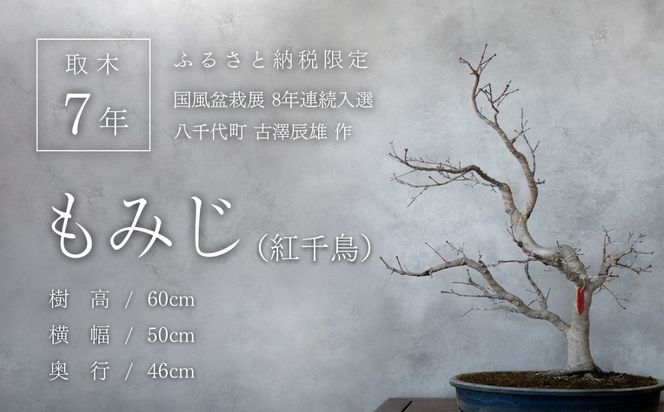 【ふるプレ限定品】【限定】【一点物】【国風盆栽展入選】 山もみじ もみじ （紅千鳥）作家 古澤辰雄 氏