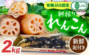 有機JAS認証 土付きレンコン 2kg れんこん 有機栽培 産地直送 野菜 愛西市 / 株式会社山三レンコン [AEBK003]