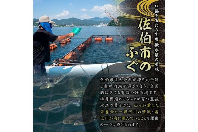 ストックする ふぐちり (約600g・約300g×2袋) 小分け ふぐ フグ ふぐ刺し フグ刺し ふぐ刺身 フグ刺身 刺身 鮮魚 冷凍 国産 大分県 佐伯市【AB97】【柳井商店】