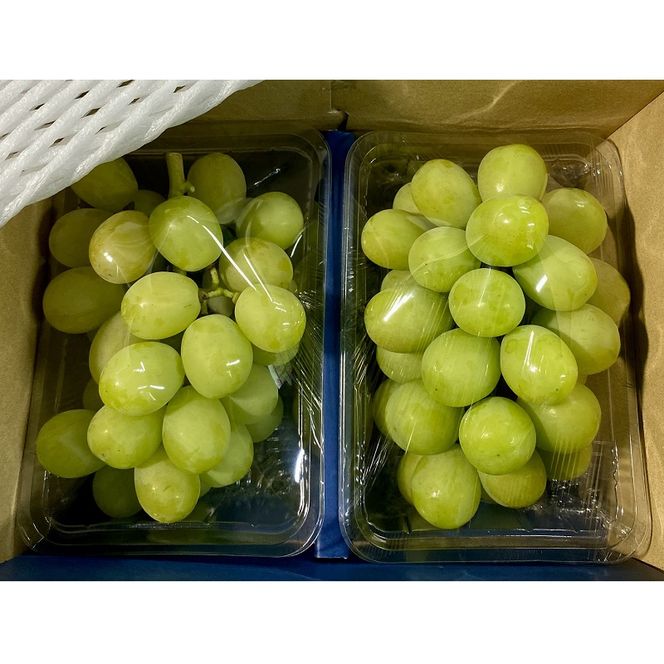 ぶどう 2026年 先行予約 【平均糖度20度】農家こだわりの シャインマスカット ご家庭用パック 合計約800g ブドウ 葡萄 岡山県産 国産 フルーツ 果物 ギフト 【 Nini farm 農家 直送 】