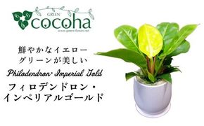 鮮やかなイエローグリーンが美しい『 フィロデンドロン ・ インペリアル ゴールド 』 糸島市  / cocoha 観葉植物 [AWB031] 観葉植物 グリーン 緑 インテリア 雑貨 暮らし 植物 室内 おしゃれ ギフト