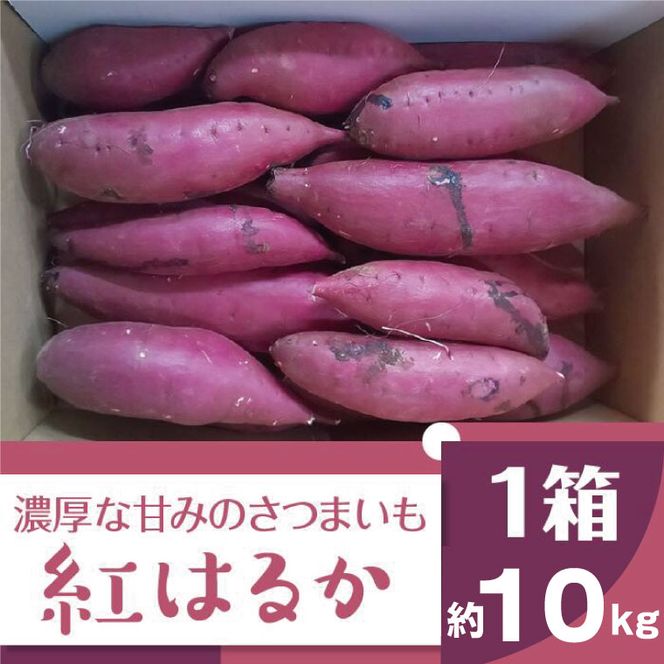 2025年度産 濃厚な甘みのさつまいも 紅はるか 約10kg｜さつまいも 芋 お芋 紅はるか 渋谷農園 茨城県 行方市(BZ-14)