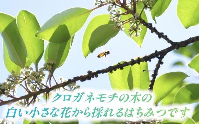 あいさいはちみつ クロガネモチ 300g 蜂蜜 国産 チューブ 愛西市 / あいさいはちみつ[AEBP001]