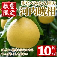 ＜先行予約受付中！2027年3月中旬以降順次発送予定＞まなべみかん園の河内晩柑(約10kg) 国産 鹿児島県産 阿久根市産 柑橘類 かんきつ 晩柑 果物 フルーツ 期間限定 数量限定 デザート かわちばんかん 10kg 贈答用 ギフト【有限会社まなべみかん園】akn034-04