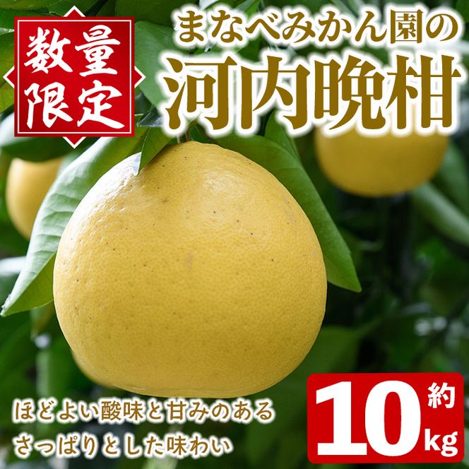 ＜先行予約受付中！2027年3月中旬以降順次発送予定＞まなべみかん園の河内晩柑(約10kg) 国産 鹿児島県産 阿久根市産 柑橘類 かんきつ 晩柑 果物 フルーツ 期間限定 数量限定 デザート かわちばんかん 10kg 贈答用 ギフト【有限会社まなべみかん園】akn034-04