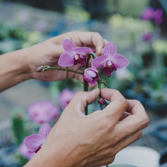 おまかせミニ胡蝶蘭（単鉢・7輪以上）3鉢セット【お花 花 コチョウラン 胡蝶蘭 蘭 贈り物 プレゼント 誕生日 お祝い 誕生日 母の日 父の日 敬老の日 鹿嶋市 茨城県】（KAR-8）