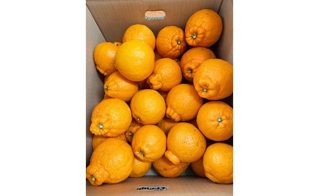 【ご家庭用訳有り】紀州有田産不知火(しらぬひ) 約8.5kg