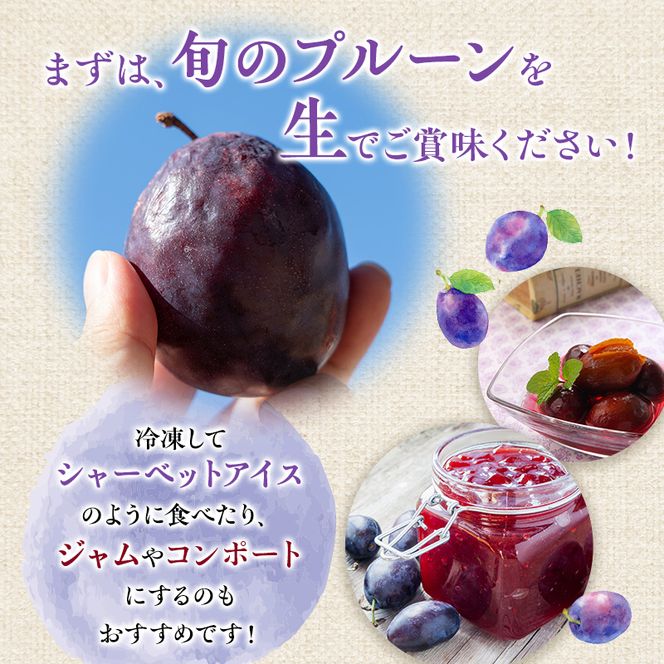[先行受付] 北海道仁木町産 プルーン 1.6kg（品種：サンプルーン） 厳選品 果物詰合せ フルーツ 果物 くだもの[松山商店]