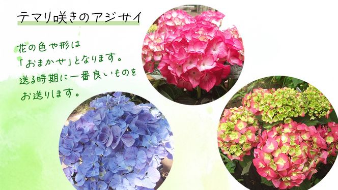 ≪先行予約≫ アジサイ テマリ咲き【 おまかせ 1点 】【2026年4月上旬頃より発送開始】植物 花 インテリア フラワー 紫陽花 お花 園芸 初夏 贈り物 ギフト ガーデニング [BG004us]