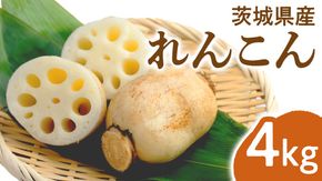 みずほの村市場牛久店 れんこん 4kg 新鮮 野菜 旬 レンコン シャキシャキ お取り寄せ お取り寄せ野菜 蓮根 [AM181us]