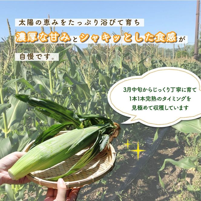 【先行予約】 【令和8年6月上旬頃より順次発送】 とうもろこし 6本入り ドルチェドリーム トウモロコシ さのさんち 野菜 夏野菜 旬 甘い 安心 安全 JGAP認証農場 静岡県 藤枝市