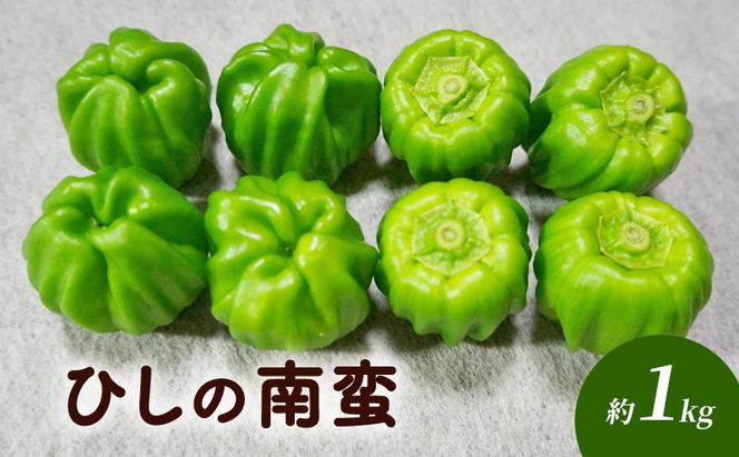 ひしの南蛮 約1kg 野菜 国産 国産野菜 アオトウガラシ 信州の伝統野菜 柔らかい 旬の食材 旬の野菜