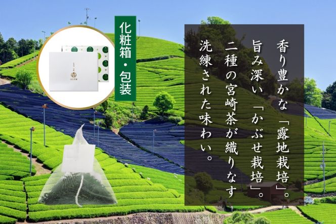 お茶 プレミアム ティーバッグ 露ぶせ 3g 12個 2袋 セット [谷岩茶舗 宮崎県 日向市 452061618] ティーパック 茶 緑茶 日本茶