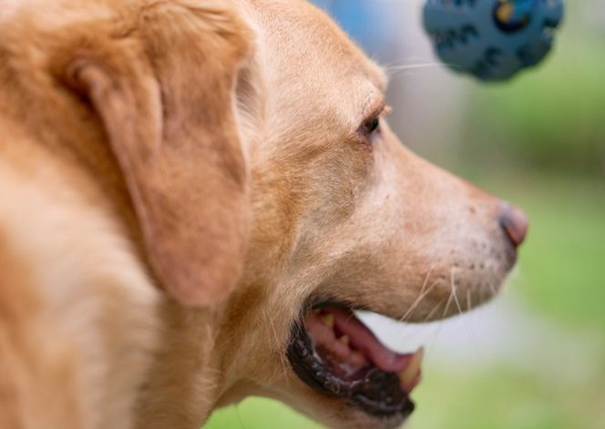 奈良県曽爾村ツーセブンのドッグラン1頭2時間利用券 /// ドッグラン チケット