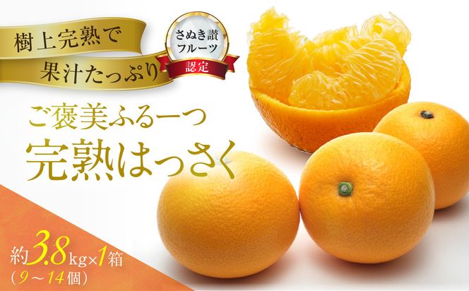 ≪ご褒美ふるーつ≫「完熟ハッサク」約3.8kg【2027年3月上旬頃お届け】 372013_MD015