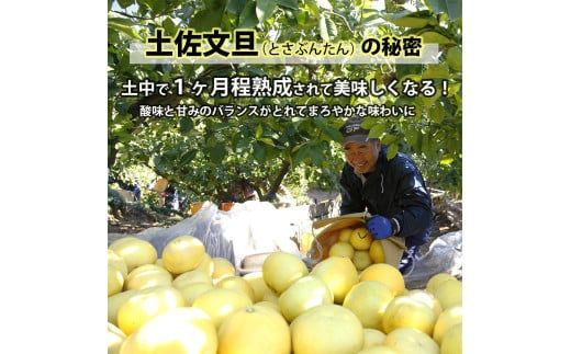 【先行予約】【果樹園直送】土佐文旦 4L 2個入り 1.5kg 大玉〈2027年2月中旬～3月中旬頃発送〉 特選品贈答用 果物 柑橘 フルーツ ぶんたん ブンタン 文旦 お取り寄せ 産地直送 おいしい 高知県 土佐市 【白木果樹園】 [BQAI003]