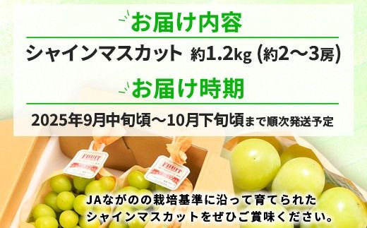 シャインマスカット約1.2kg (約2～3房) 《JAながの》■2025年発送■※9月中旬頃～10月下旬頃まで順次発送予定