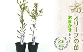 【ハーブショップYOU'樹】【おまかせセット】オリーブの苗セット 4号鉢 2本 SWBE001