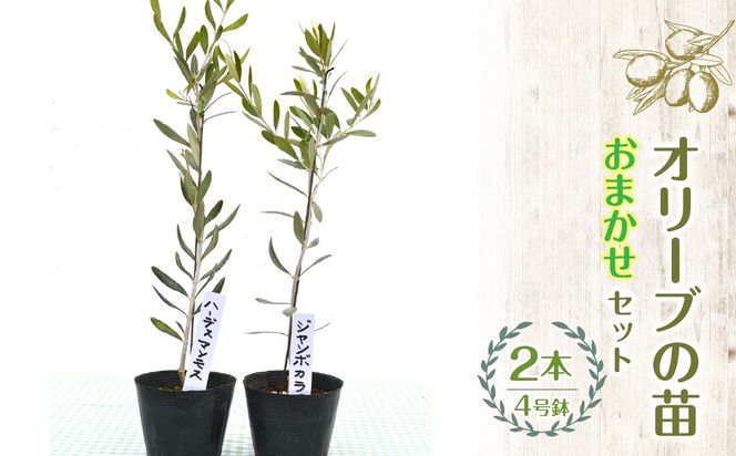 【ハーブショップYOU'樹】【おまかせセット】『ハーブとの出会いから約50年。山梨県唯一の「地域特産物ハーブマイスター」が育てるハーブ苗』オリーブの苗セット 4号鉢 2本 SWBE001
