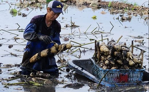 こだわりのレンコン4kg ｜ ギフト 産地直送 茨城県 土浦市産 れんこん 蓮根 シャキシャキ 甘み 送料無料 ※離島への配送不可 ※2025年9月上旬頃より順次発送予定