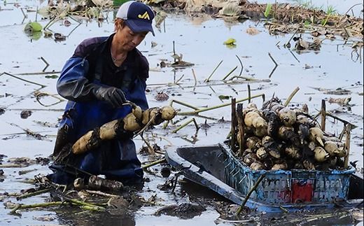 こだわりのレンコン2kg | ギフト 産地直送 茨城県 土浦市産 れんこん 蓮根 シャキシャキ 甘み 送料無料　※離島への配送不可　※2024年9月中旬～2025年5月中旬頃に順次発送予定