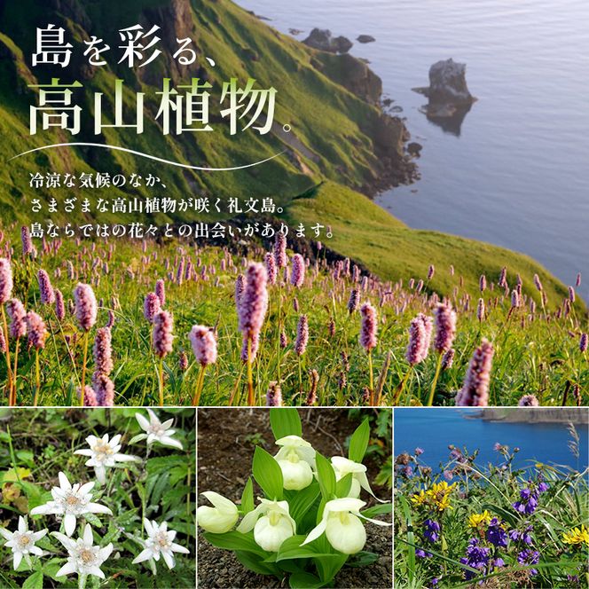 【返礼品なし】北海道 礼文町 ふるさと応援寄附金 100,000円コース ［北海道礼文町］【 寄附のみ 応援 支援 礼文島 地域貢献 自然保護 地方創生 まちづくり ふるさと納税 】