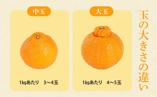 アルギット 不知火 約1.5kg 大玉 サイズ（5～6玉）| 先行予約 不知火 デコ みかん 甘い おいしい ジューシー 完熟 期間限定 数量限定 フルーツ 果物 柑橘 人気 おすすめ 高級 こだわり ギフト 旬 お取り寄せ 送料無料 和歌山 有田川町     DT012