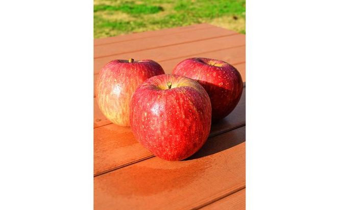 【2026年12月発送】サンふじ 訳あり家庭用 約5kg 12～23玉 りんご 果物 訳あり 信州 長野