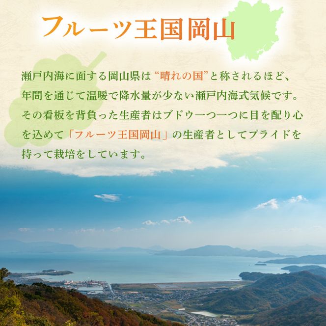 ぶどう 2026年 先行予約 ご家庭用 シャイン マスカット 2～3房 合計約1.2kg ブドウ 葡萄  岡山県産 国産 フルーツ 果物 ギフト