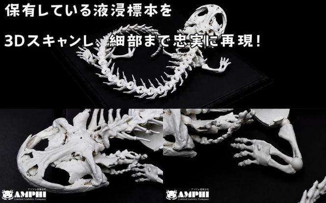 全身 骨格 レプリカ ヘルベンダー 原寸大 / 標本 コレクション プラモデル 実物大 動物標本 骨格 オオサンショウウオ フィギュア インテリア 模型 動物 両生類 爬虫類 博物館 頭蓋骨 ミニチュア オブジェ 3D プリント【anf949-gns-hel】