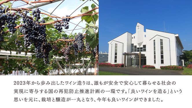 牛久葡萄酒 メルロー 2025 ( 赤 ) 750ml 1本 【数量限定】 【日本ワイナリーアワード三ッ星受賞】 牛久シャトー 日本ワイナリーアワード 三ッ星 3つ星 受賞ワイナリー 赤ワイン 国産ぶどう 葡萄 贈り物 ライトボディ 日本ワイン 茨城農芸学院 わいん