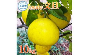 【先行予約】自然栽培文旦10kg L～3Lサイズ 〈2027年1月9日～4月30日発送〉文旦 ブンタン ぶんたん 10キロ 柑橘 かんきつ 柑橘類 みかん フルーツ デザート 果物 ビタミン おやつ 国産 高知県産【有限会社四万十くじら】