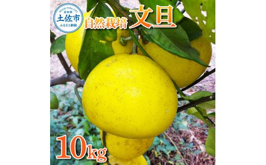 【先行予約】自然栽培文旦10kg L～3Lサイズ 〈2027年1月9日～4月30日発送〉文旦 ブンタン ぶんたん 10キロ 柑橘 かんきつ 柑橘類 みかん フルーツ デザート 果物 ビタミン おやつ 国産 高知県産【有限会社四万十くじら】