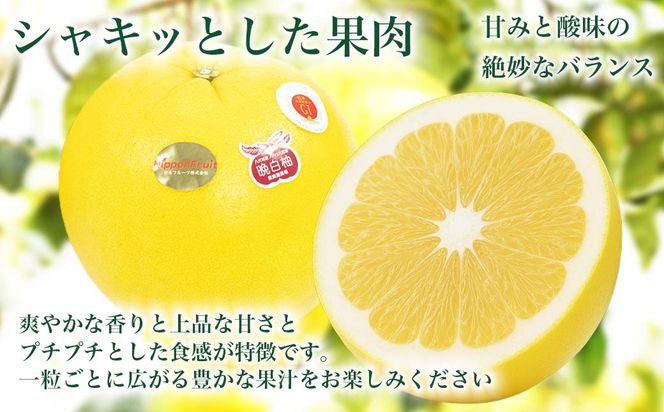 【先行予約】 熊本県八代市産 晩白柚 2Lサイズ 2玉入り 約4kg 果物 くだもの フルーツ 柑橘類 青果物 特産品 お取り寄せ 【2025年12月中旬より順次発送】
