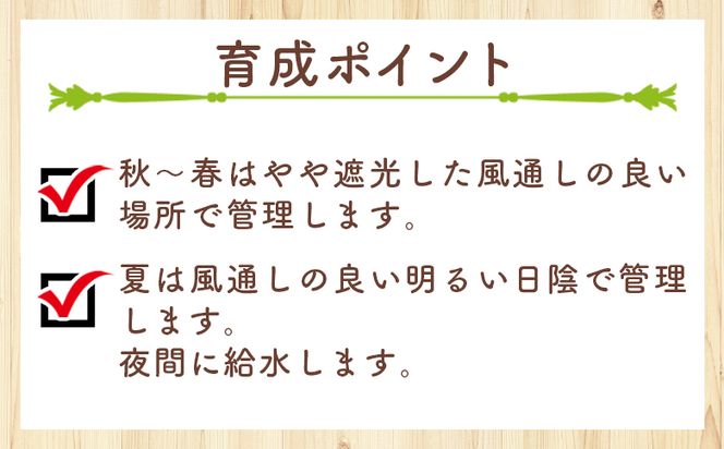 塊根植物 コチレドニス ペラルゴニウム - 物 常緑種 インテリア ナチュラル 自然 グリーン 観葉植物 おしゃれ 癒し かわいい 多肉植物 塊根植物 サキュレントフィールド Succulent field 高知県 香南市 常温 cc-0012