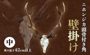 ニホンジカ頭骨付き角　壁掛け(中)　【配送不可地域あり】※離島不可 上野浩嗣《30日以内に出荷予定(土日祝除く)》| インテリア 鹿 角 つの オブジェ 飾り インテリア 装飾 徳島県 佐那河内村---sanagouchi_uen_1_1k---