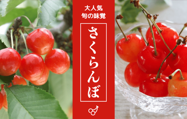 さくらんぼ